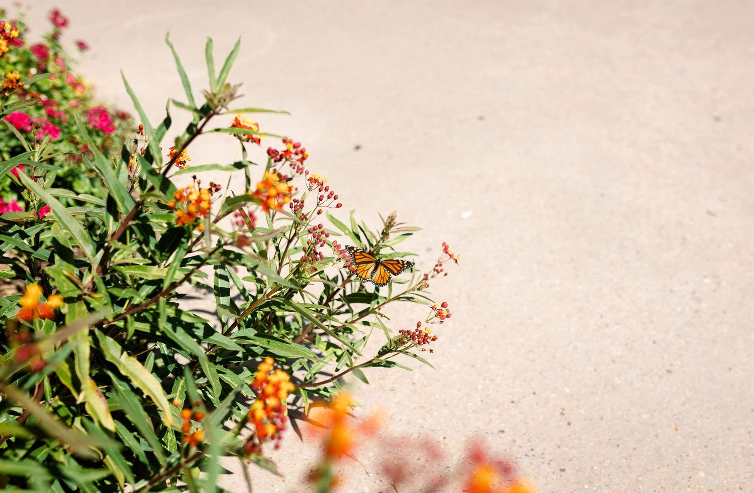 Pink and orange wildflowers bloom along a garden path.