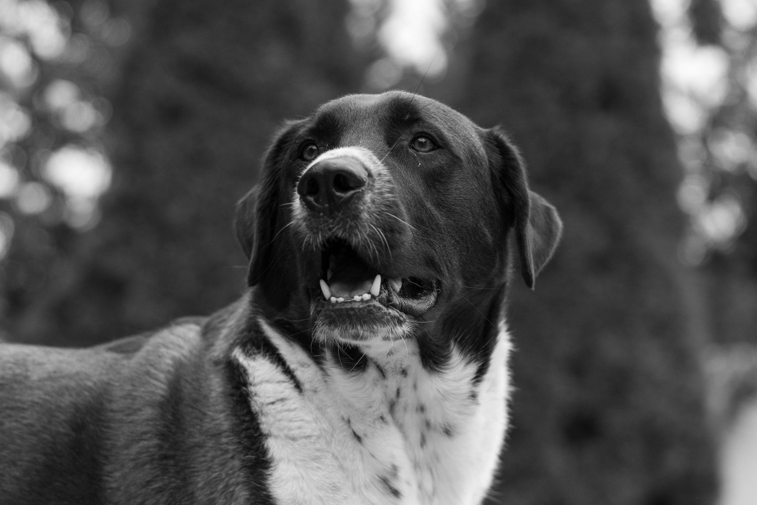 Close-up black and white portraits of a dog's face showing different expressions.