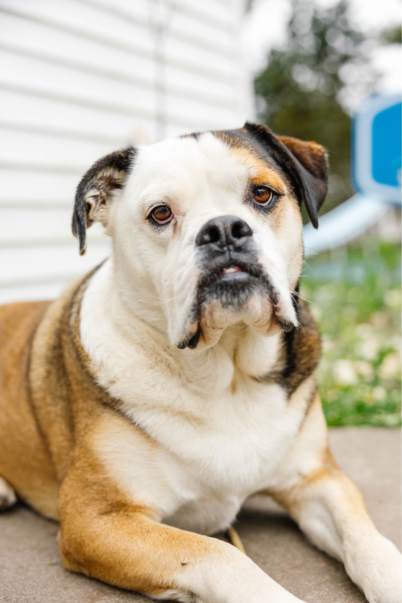 A brown and white dog lying down outdoors with various facial expressions in multiple shots.