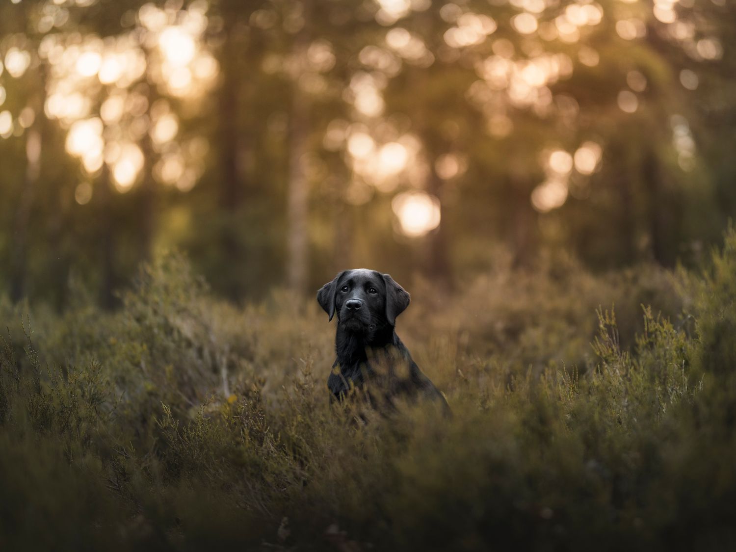 Hondenshoots met je pup op de Veluwe door Rosalie Michelle
