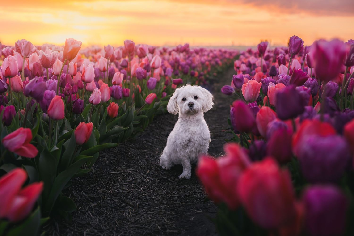 Hondenfotografie in de tulpenvelden door hondenfotograaf Rosalie Michelle