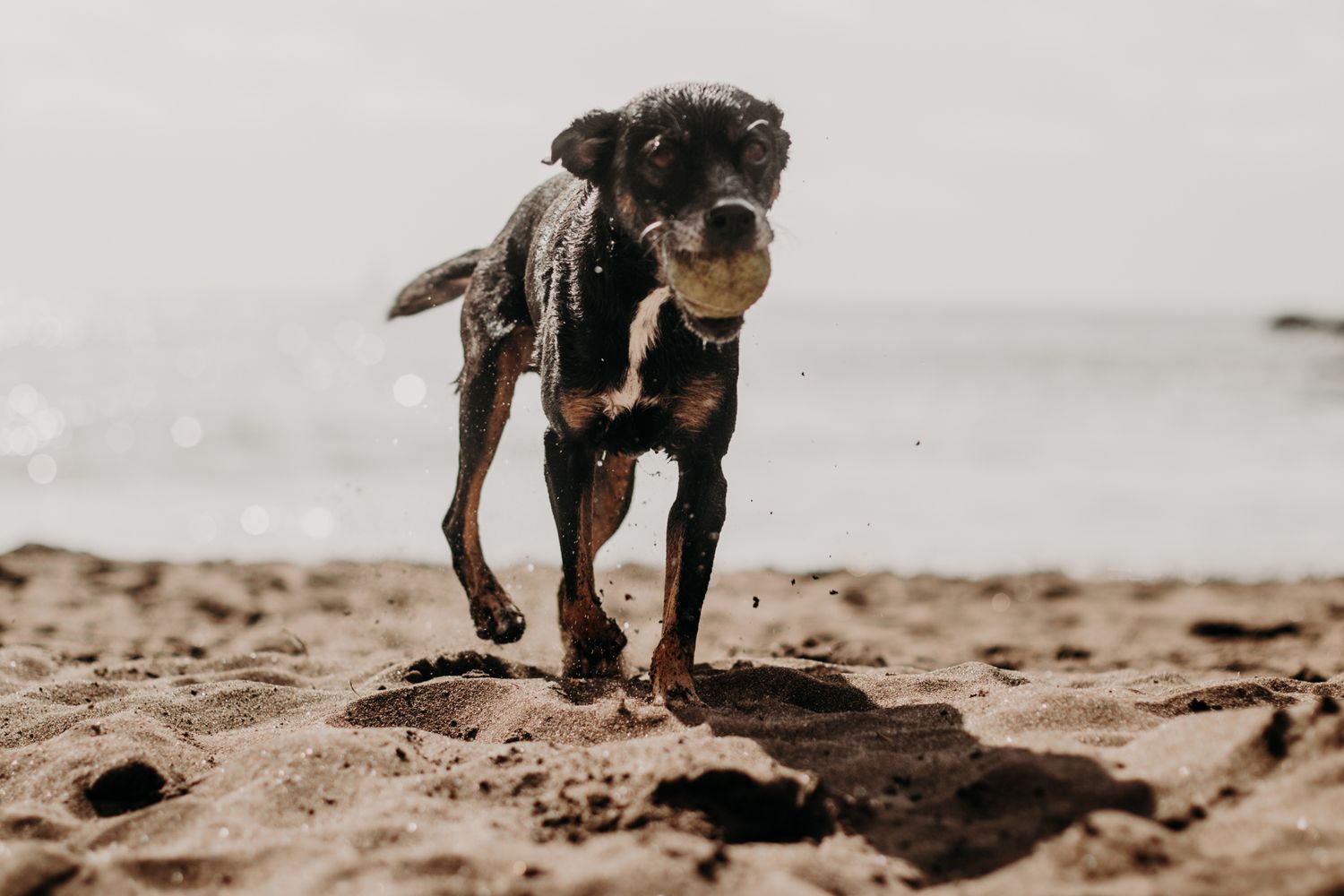 Dog Photography in Gran Canaria by Rosalie Michelle