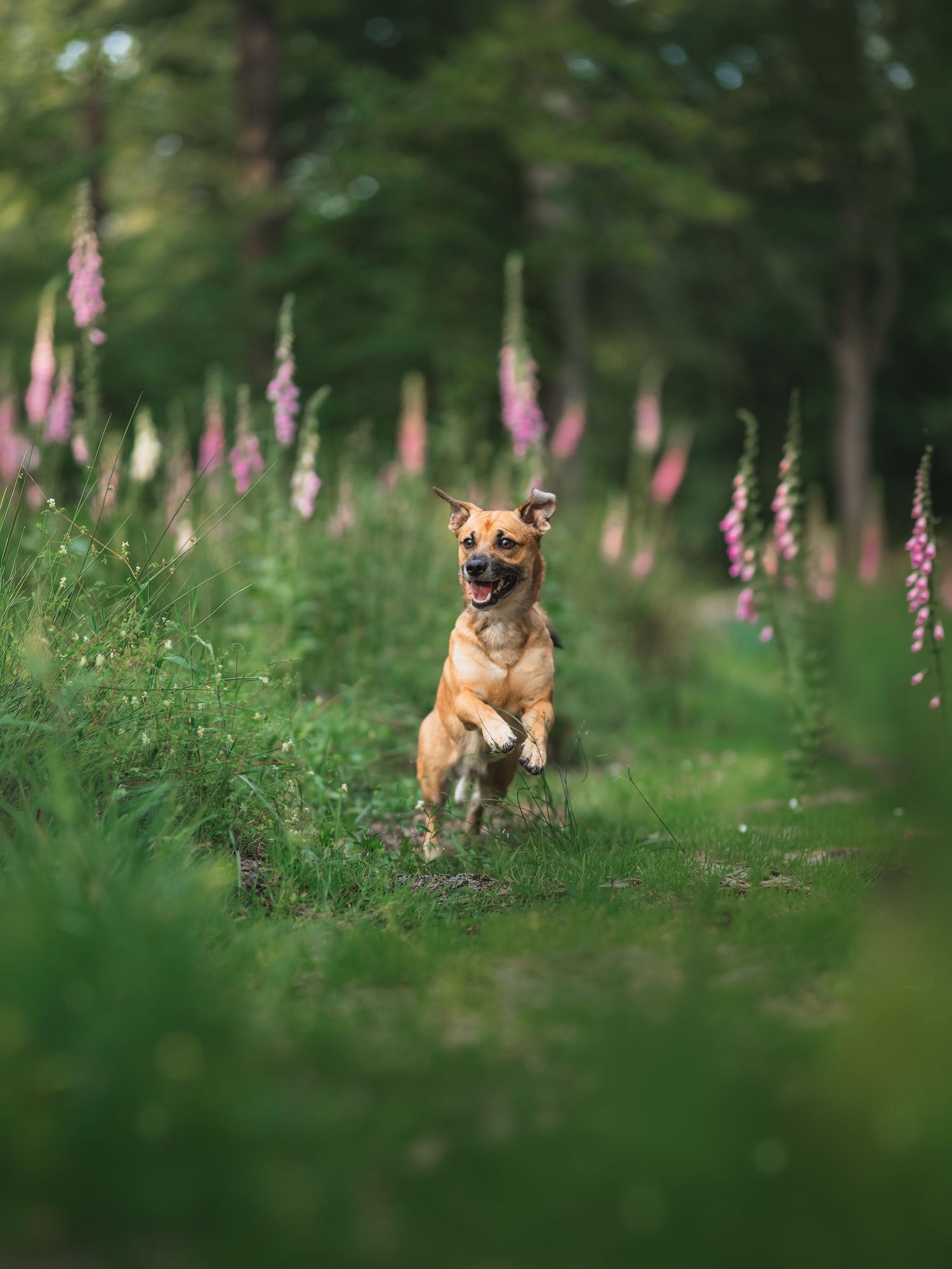 Spontane hondenfoto's tussen de bloemen in het bos van Niersen