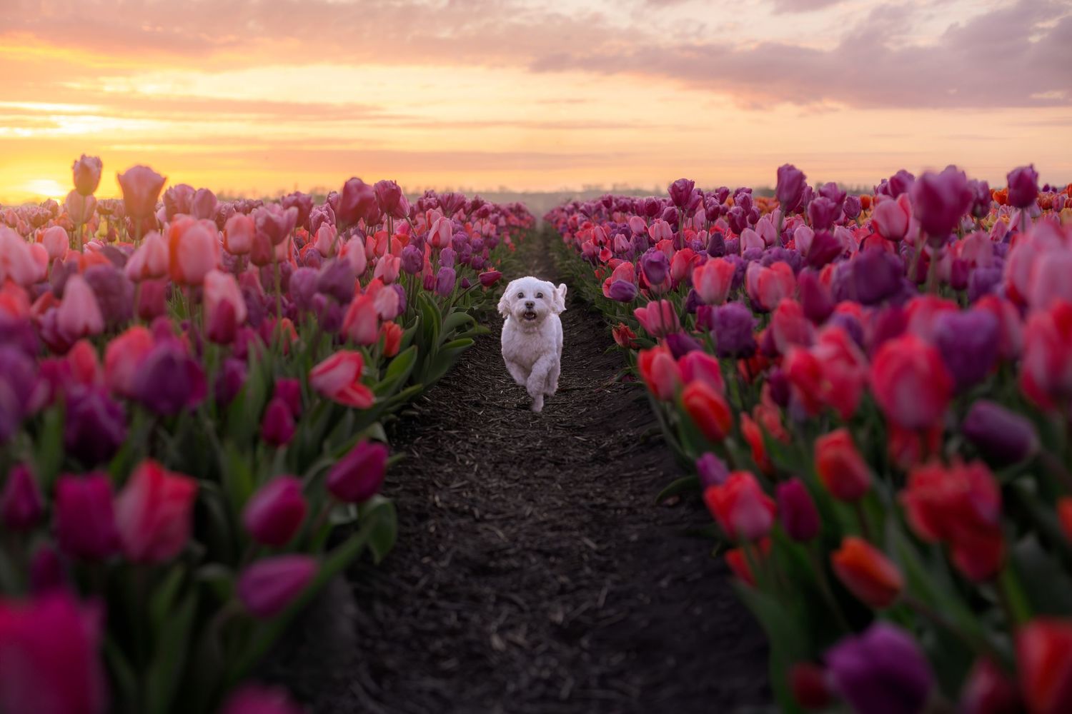 Actiefoto tussen de tulpen door hondenfotograaf Rosalie Michelle