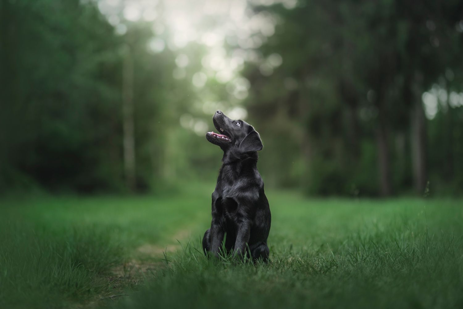 Hondenshoots met je pup in Apeldoorn/Vaassen door Rosalie Michelle