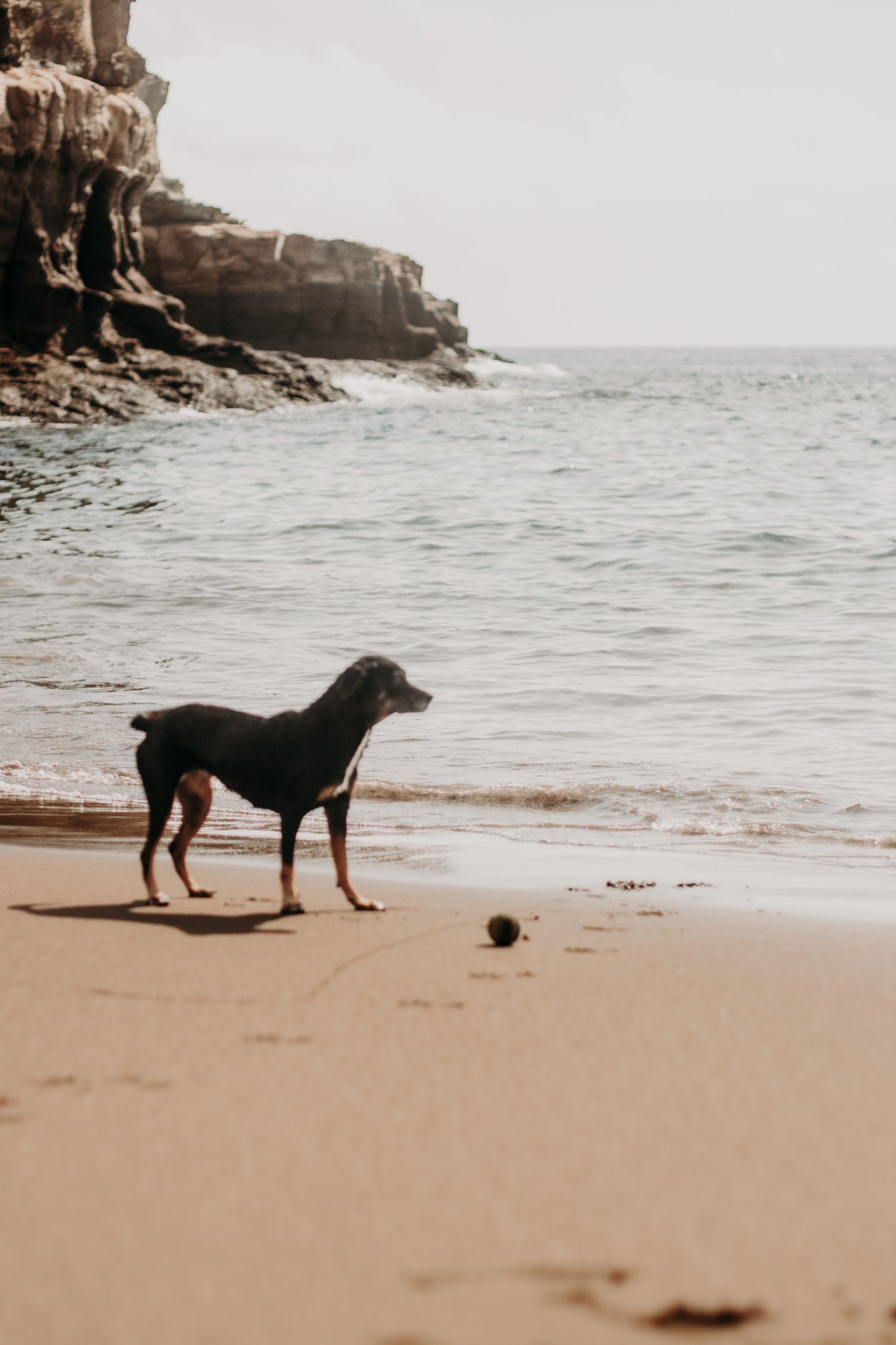 Dog photography on the beach of Gran Canaria By Rosalie Michelle