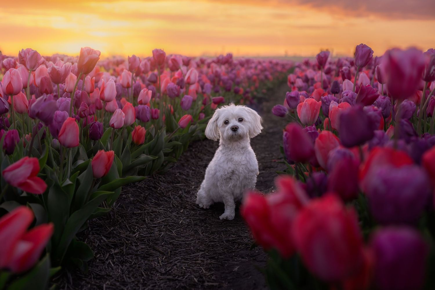 Portretfotografie tussen de tulpen door Rosalie Michelle