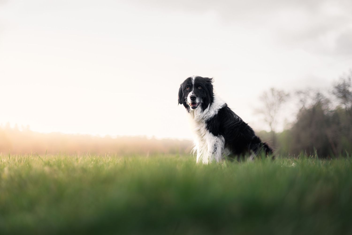 Een dierbare herinnering van hond op leeftijd door honden fotograaf Rosalie Michelle