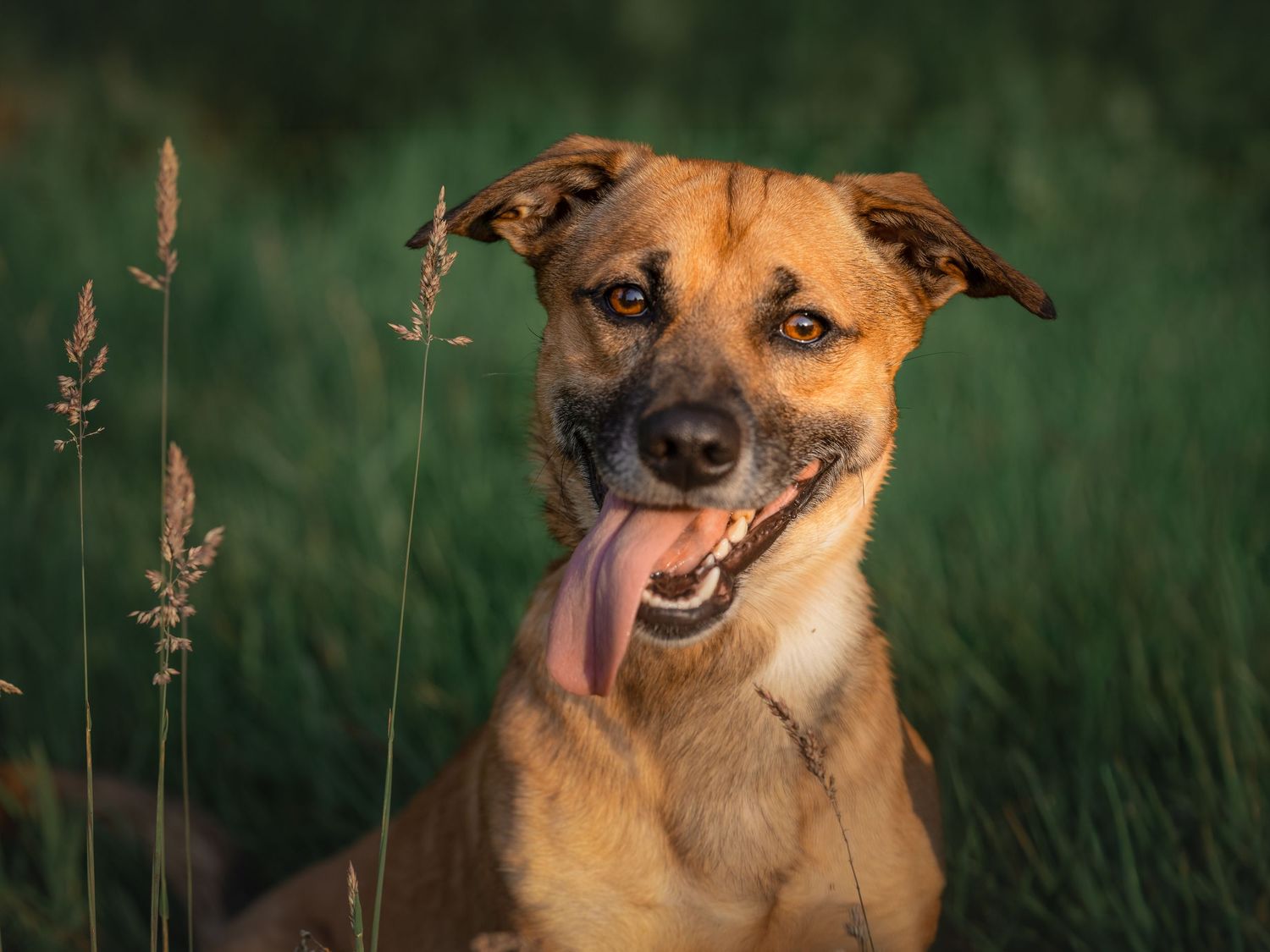 Het karakter van je hond vastgelegd door hondenfotograaf Rosalie Michelle