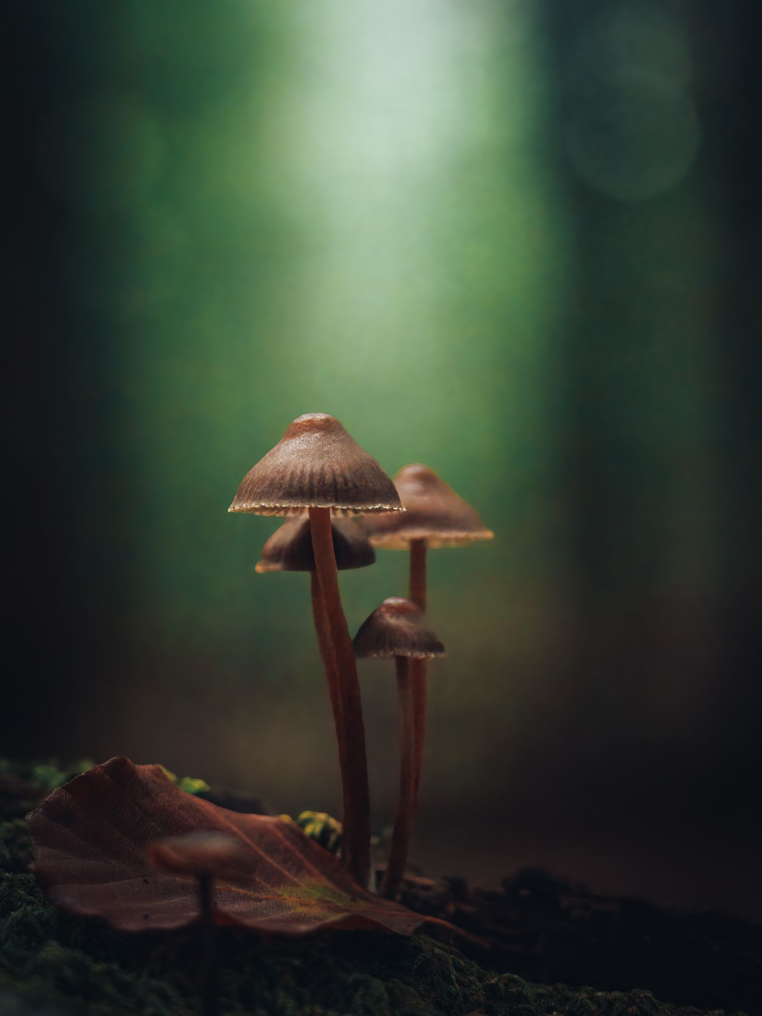 Macro fotografie van paddenstoelen door Rosalie Michelle in Vaassen