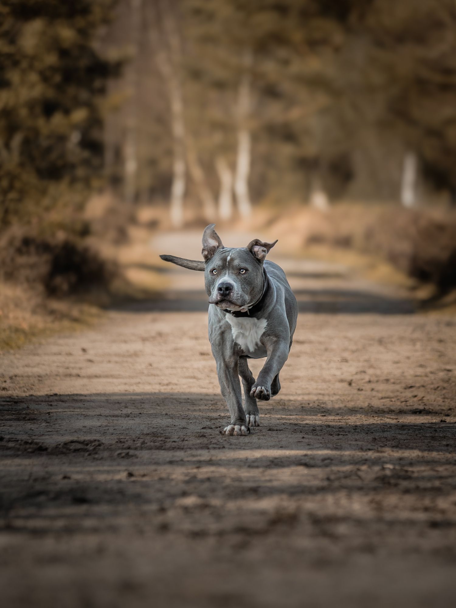 Hondenfotografie op de Gortelse Heide door Rosalie Michelle