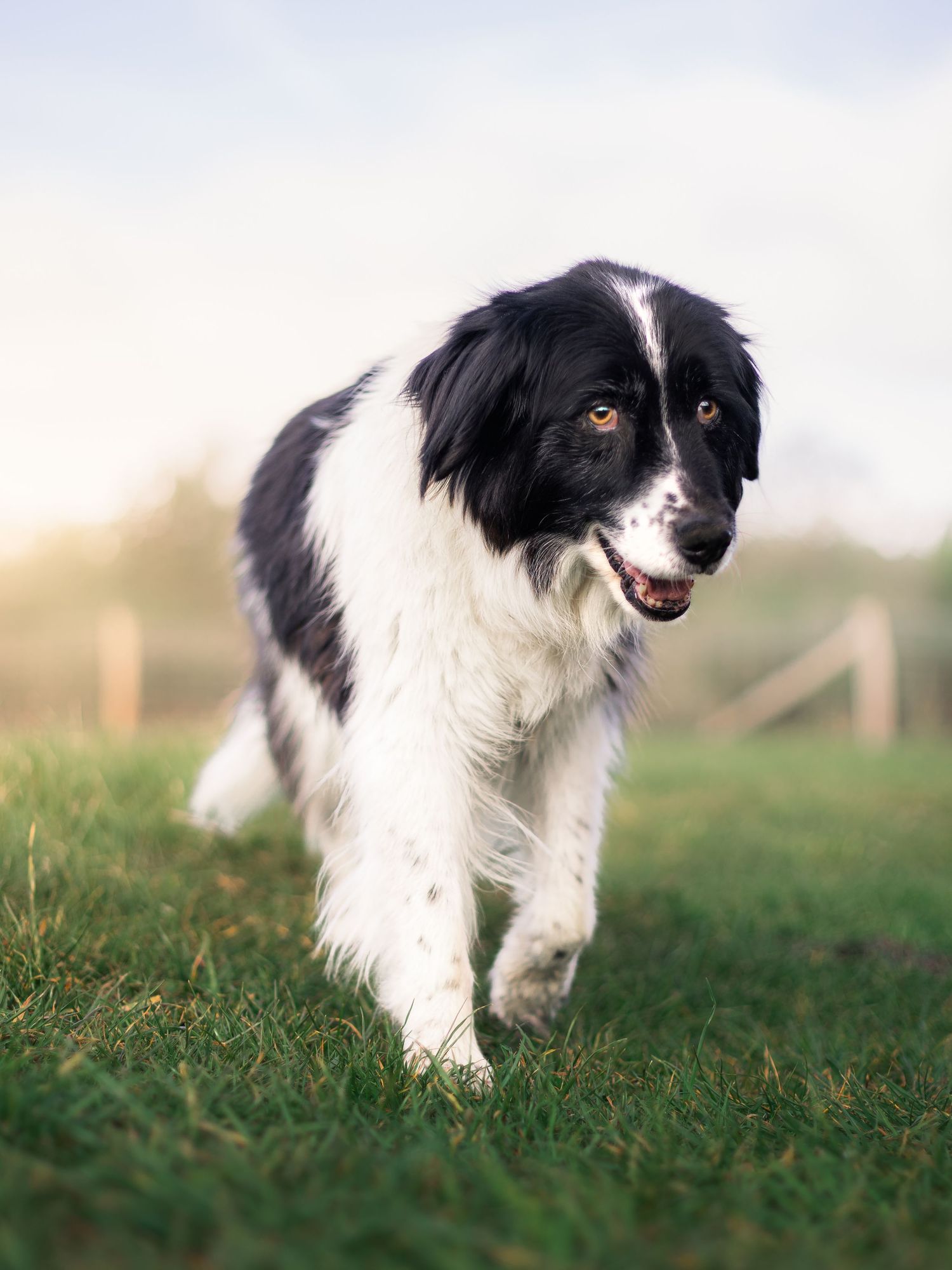 Een hondenshoot en rustige wandeling met een seniorhond, door Rosalie Michelle