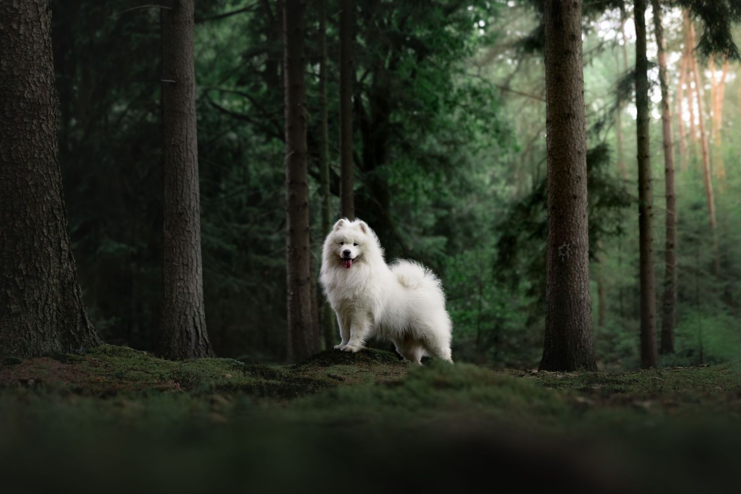 Hondenfotografie in de bossen van de Veluwe door Rosalie Michelle