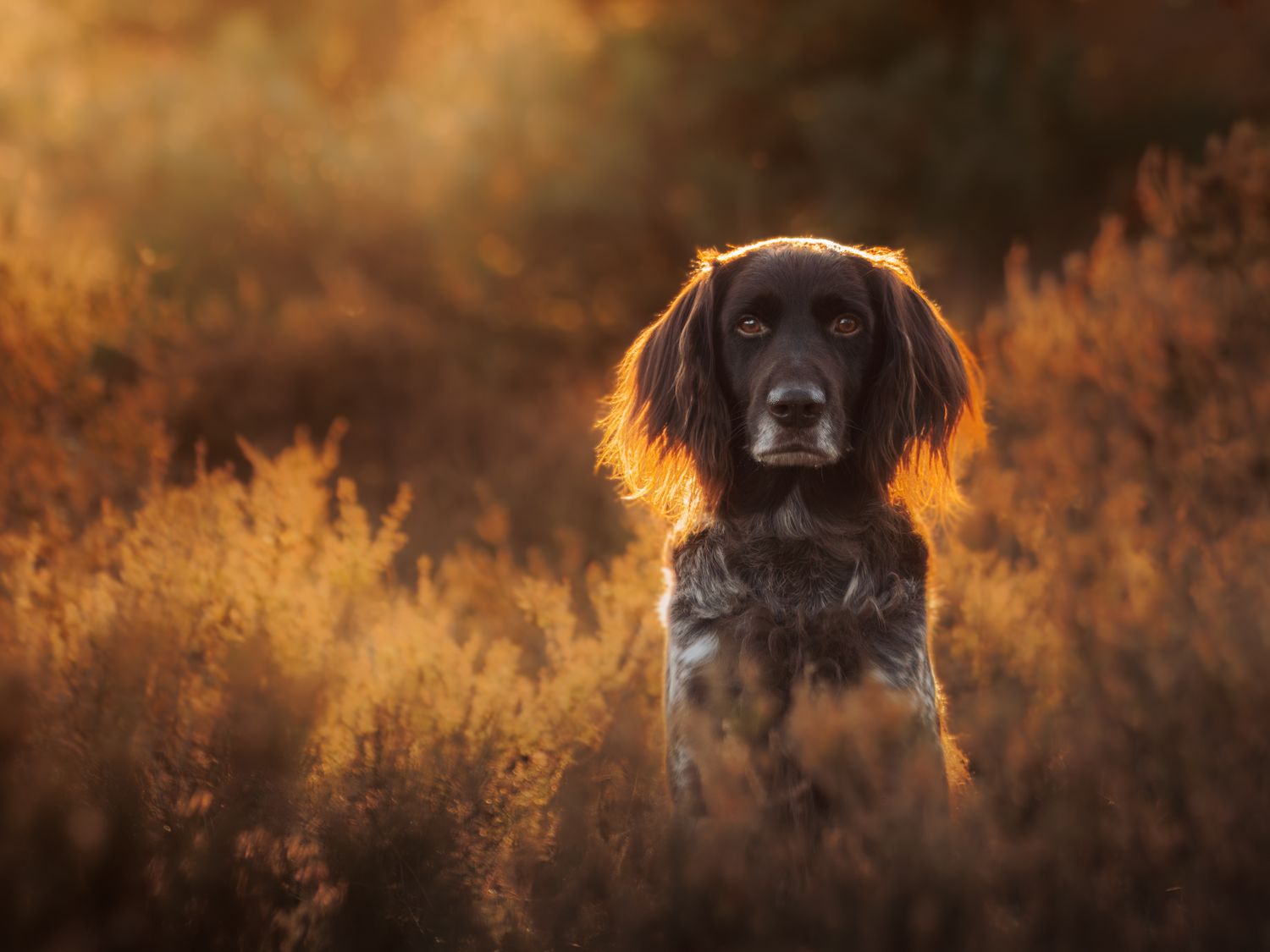 Fotoshoot hond op de heide met zonsondergang – Locatie Gortelsche Heide bij Epe