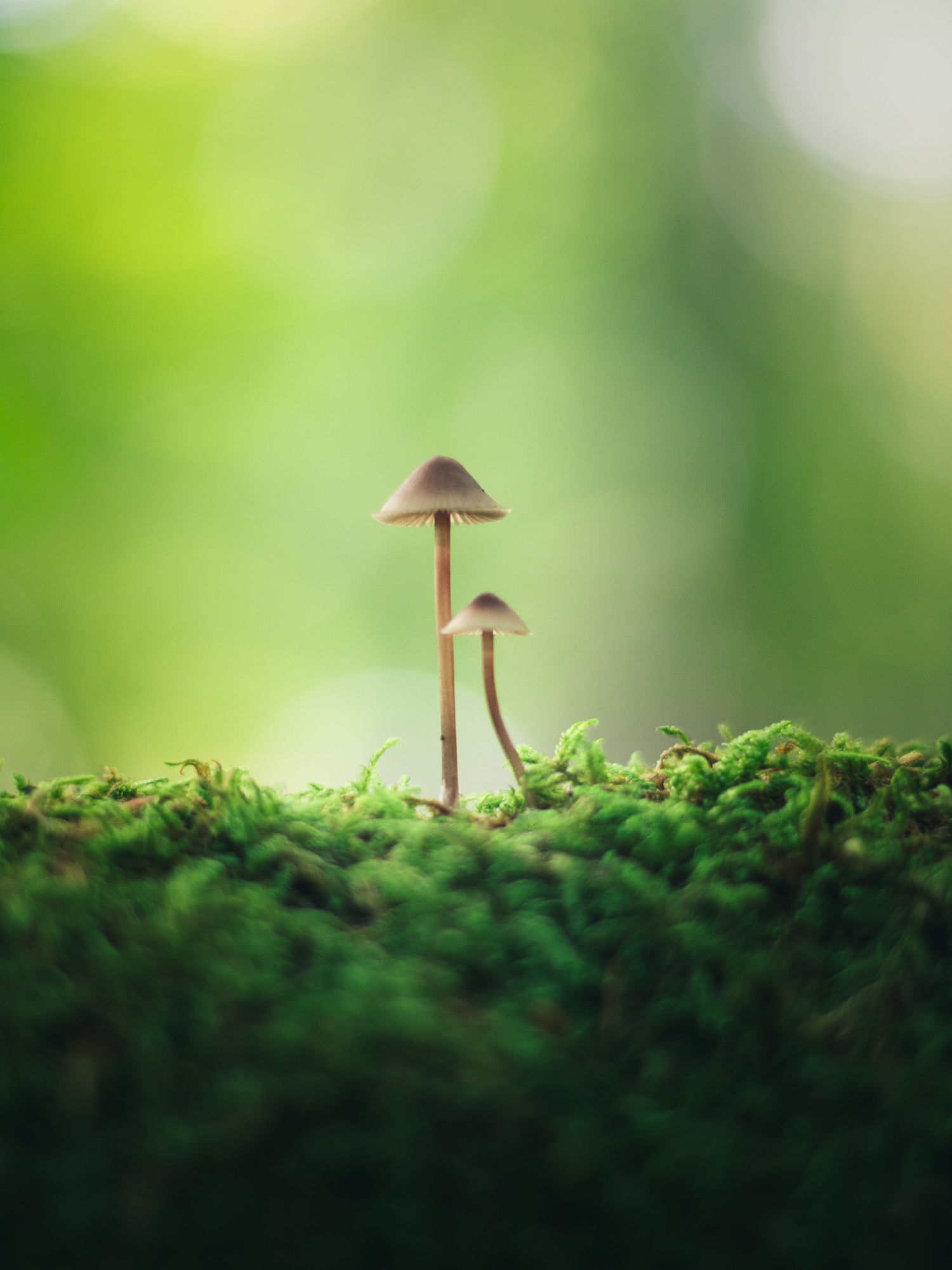 Herfst macro fotografie door in de bossen van Niersen