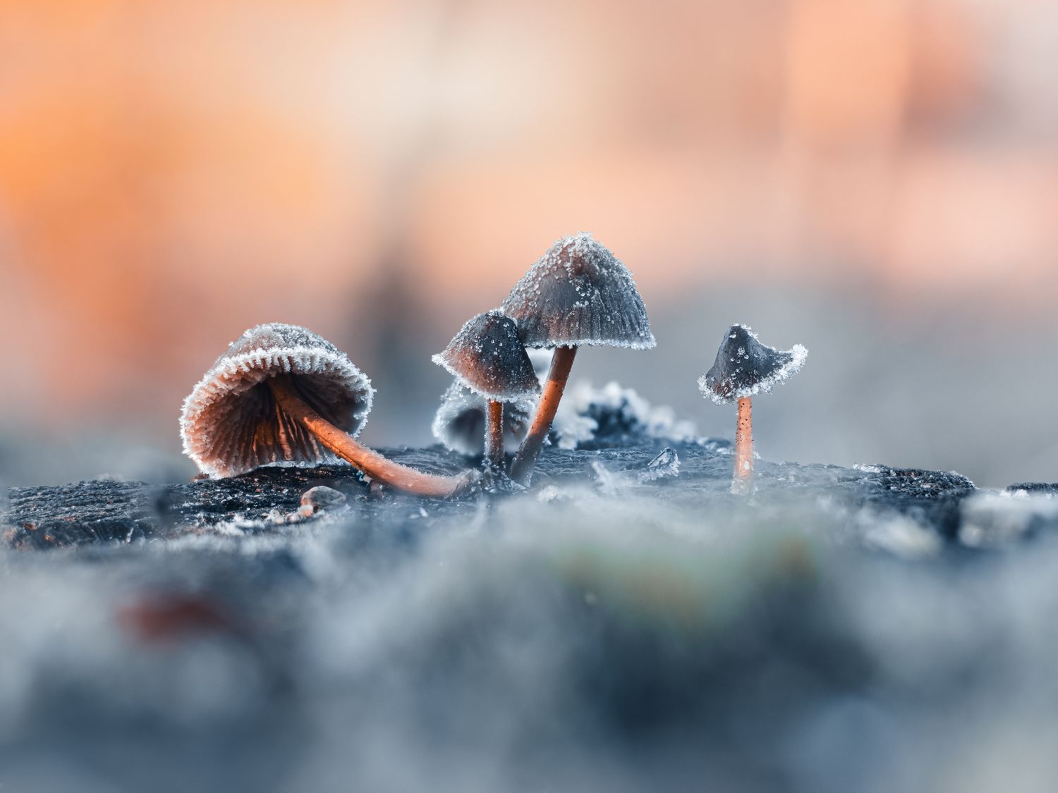Macro fotografie door Rosalie Michelle in de bossen van de Veluwe