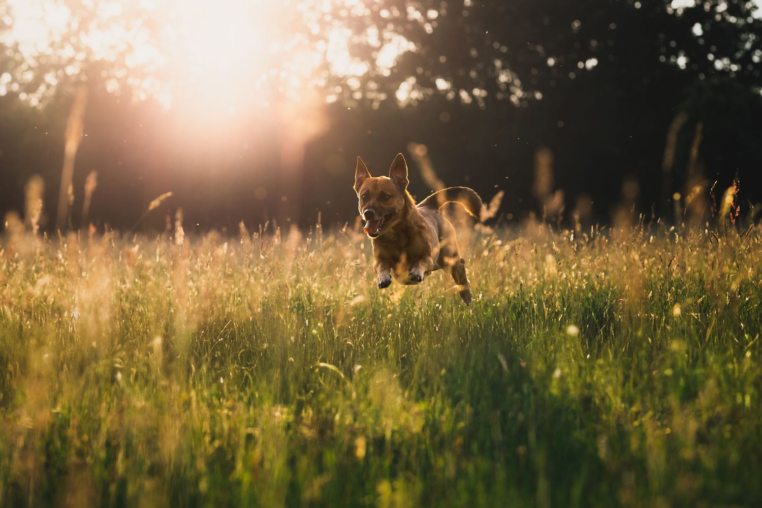 Leuke actiefoto's bij zonsondergang door Rosalie Michelle