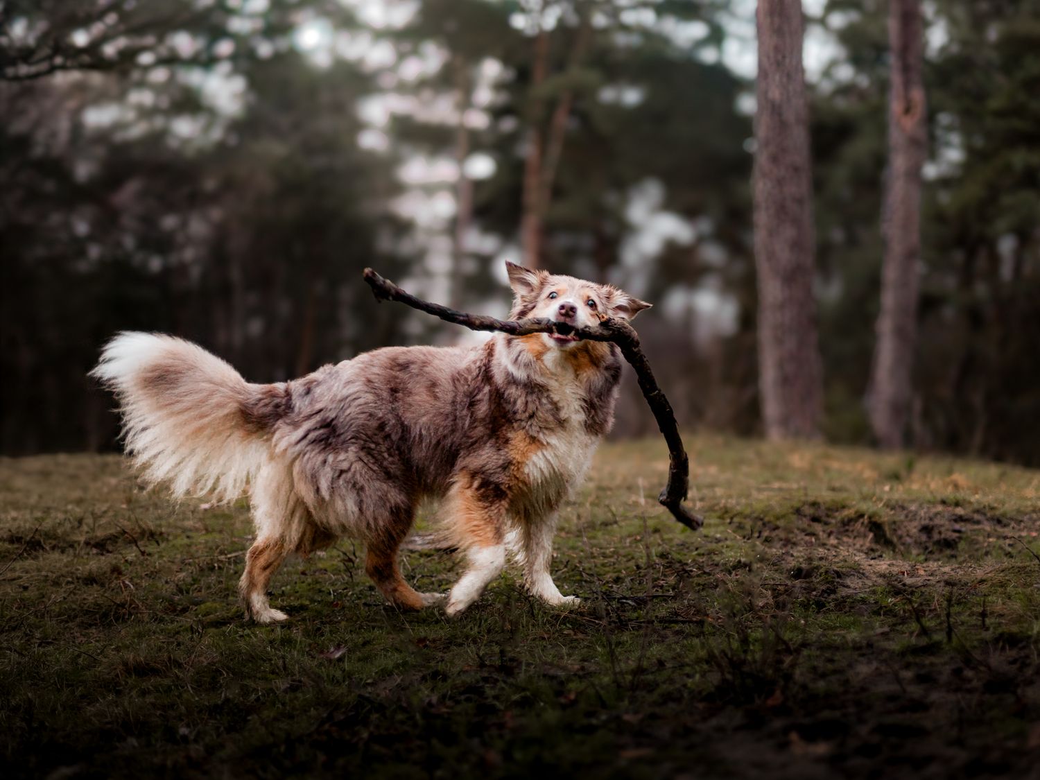 Hondenfotograaf Rosalie Michelle: legt het unieke karakter van jouw hond vast in de bossen van Vaassen en Epe (Veluwe)