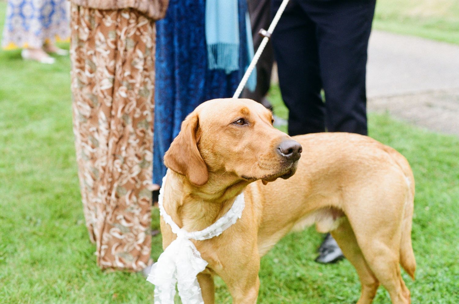 Golden Labrador dog wearing a white ribbon bow on a leash at an outdoor wedding.