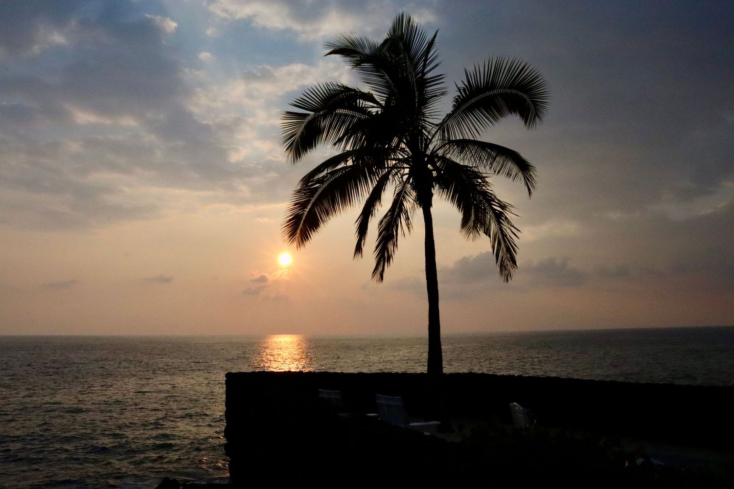 Hawaiian sunset with palm tree