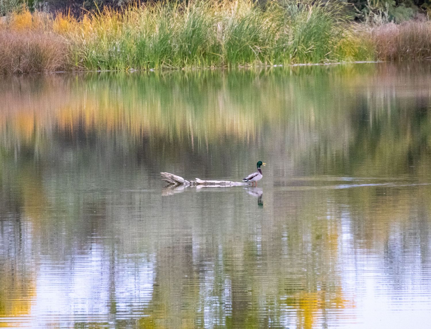 B square ranch fall landscape and nature photo