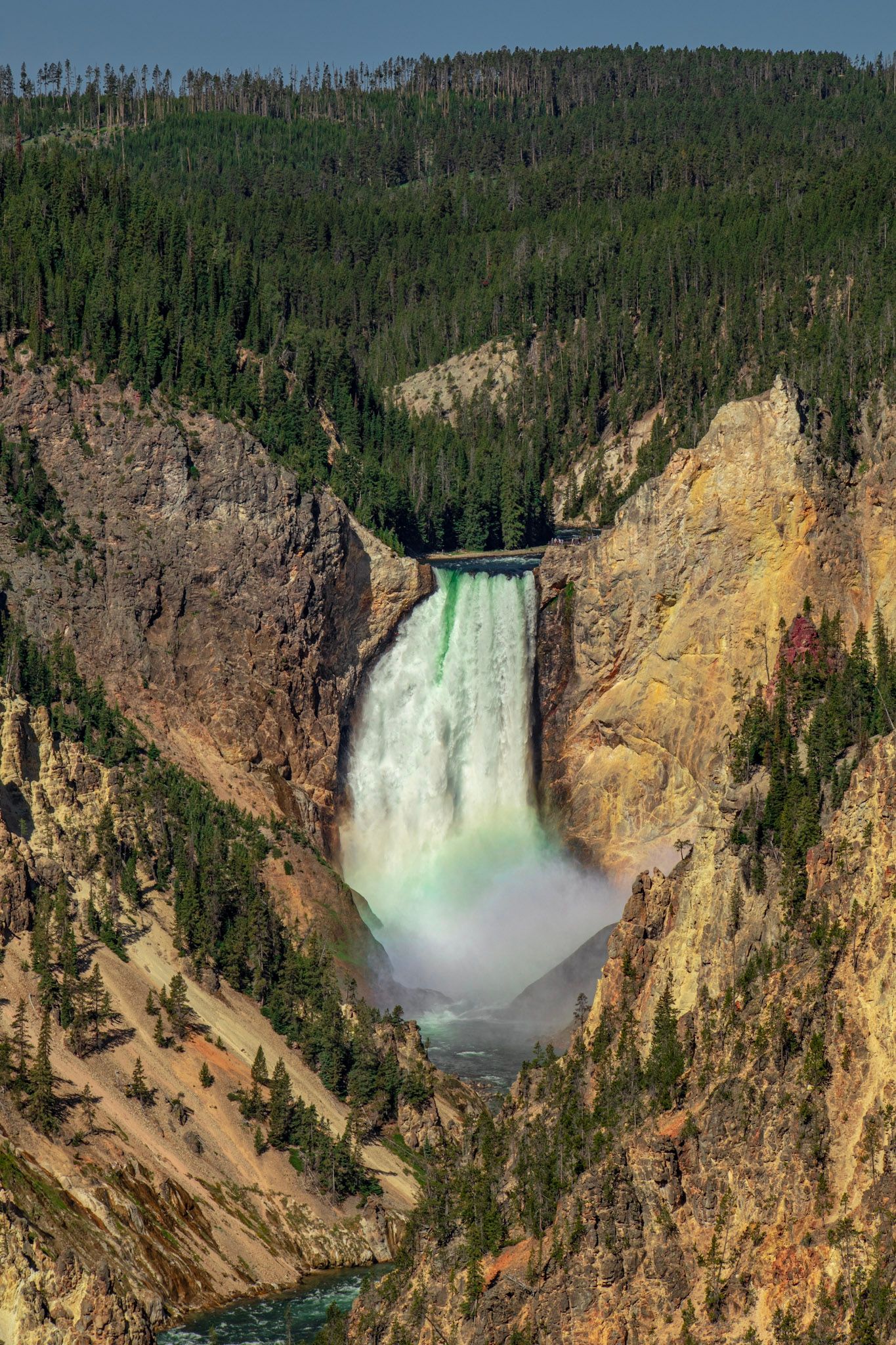 Powerful Yellowstone waterfall cascading through a rocky canyon surrounded by evergreen forest.