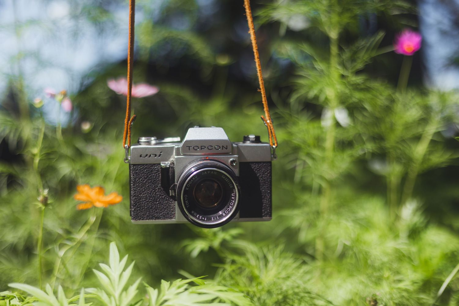 Film camera in wildflowers full sun