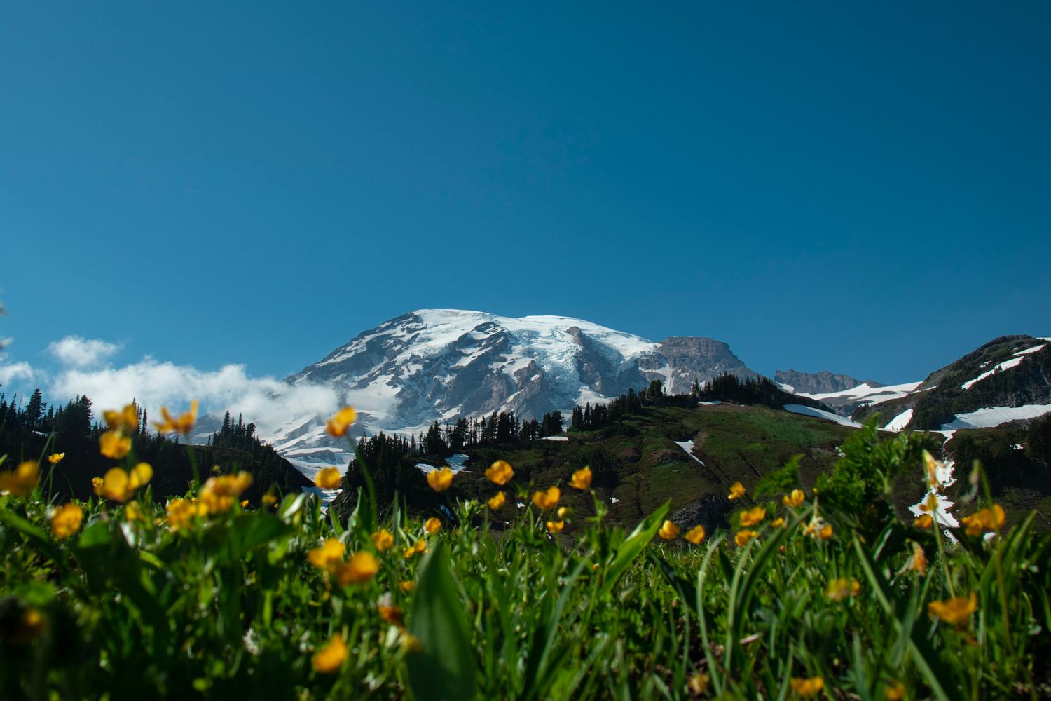 Mt. Rainier, Snow-capped mountain rising above a summer meadow filled with yellow wildflowers under a clear blue sky