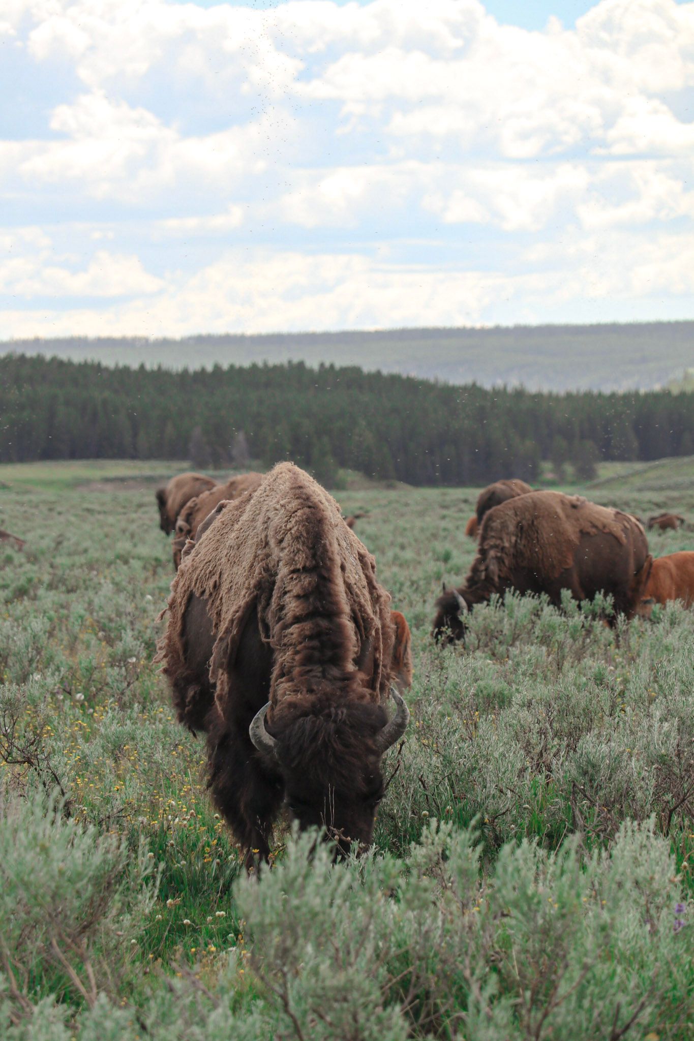 Bison grazing in a wide Yellowstone meadow with forested hills and soft summer light.