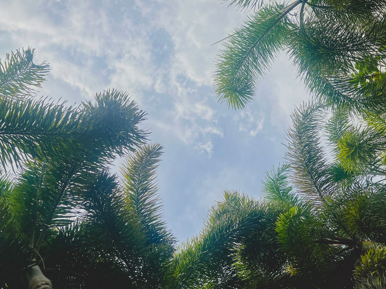 Looking up at tall palm trees against a bright blue sky in Miami, Florida