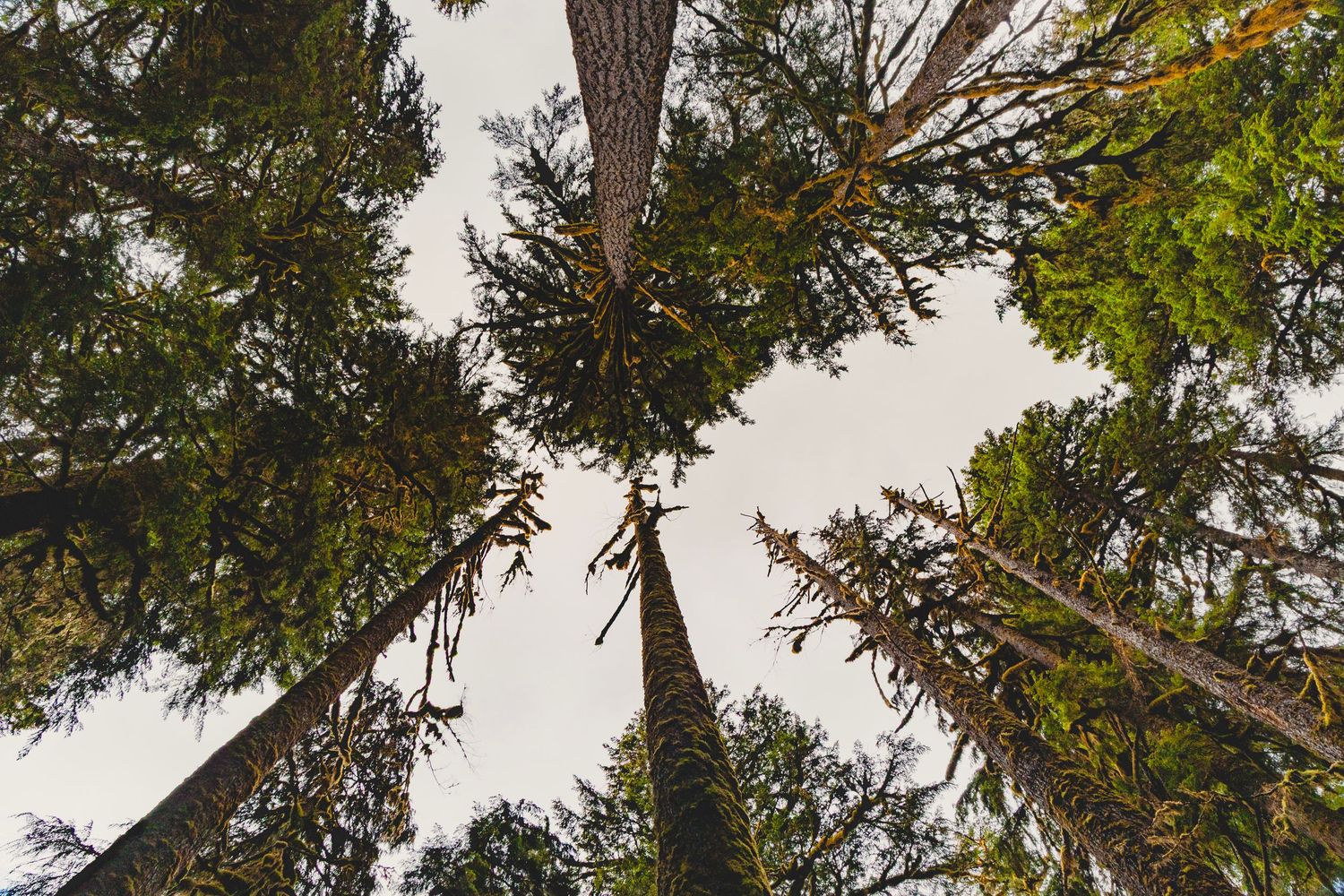 Looking up at towering trees in Olympic National Park, Washington with lush green forest canopy