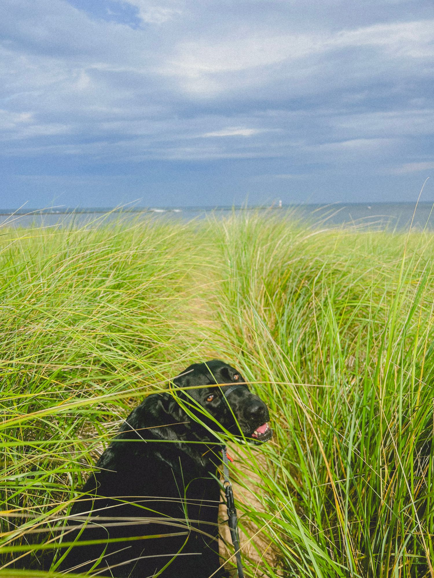 Black lab walking through beach grass along Lake Michigan in Manistee on a sunny day