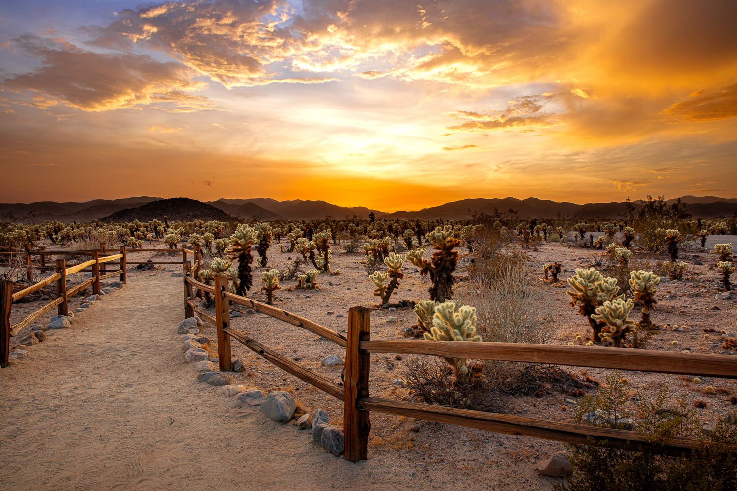Desert sunset with golden sky over a Joshua tree garden with wooden fence path in Joshua Tree National Park.