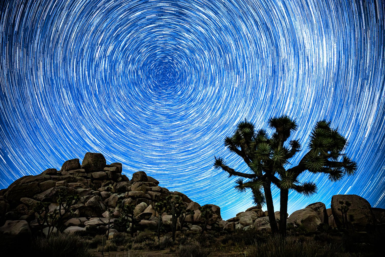 Star trails swirl over a Joshua tree and rocky landscape in a stunning long-exposure night sky photo.