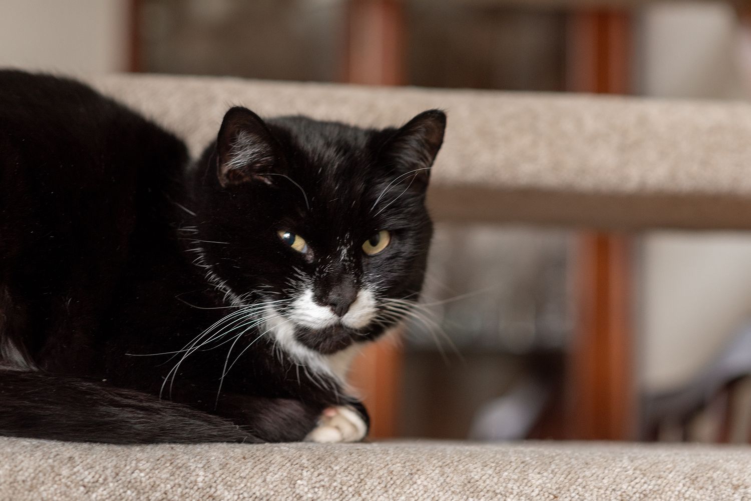 Black and white tuxedo cat resting on a beige surface, gazing forward with golden eyes in a sunlit room.