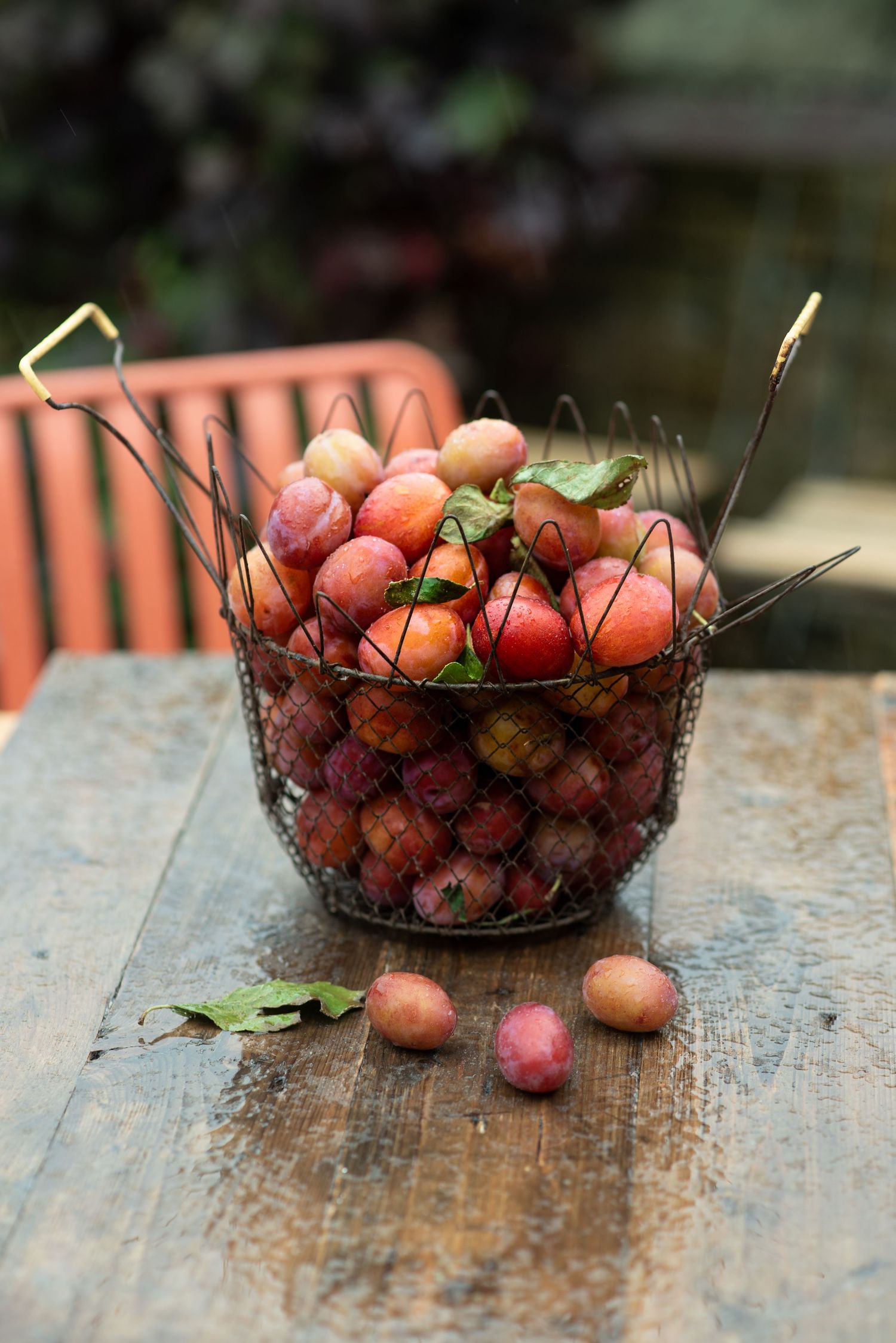 Wire basket filled with fresh red and yellow plums on a rustic wooden table outdoors.