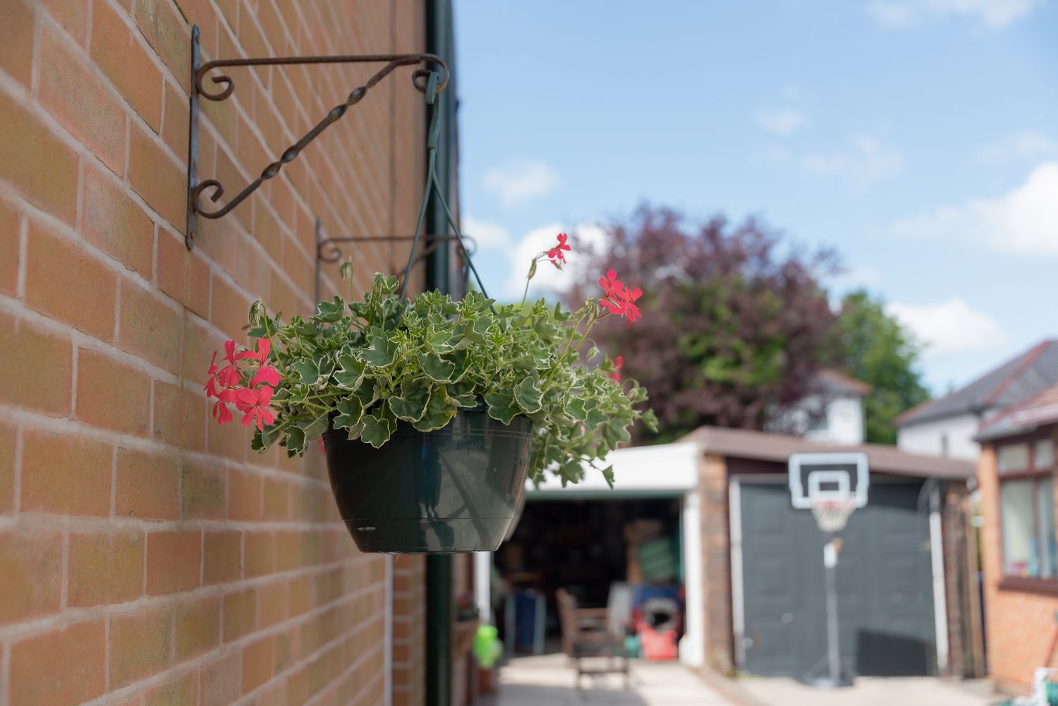 Red flowers in a hanging basket mounted on a brick wall, with a driveway and basketball hoop visible in the background.