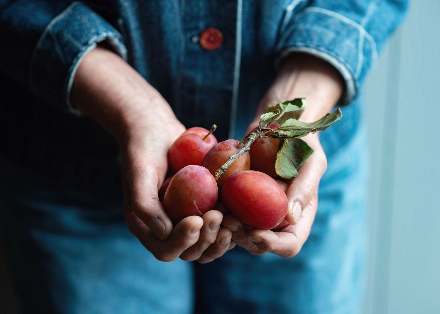 Hands holding fresh red plums with green leaves against a blue background.