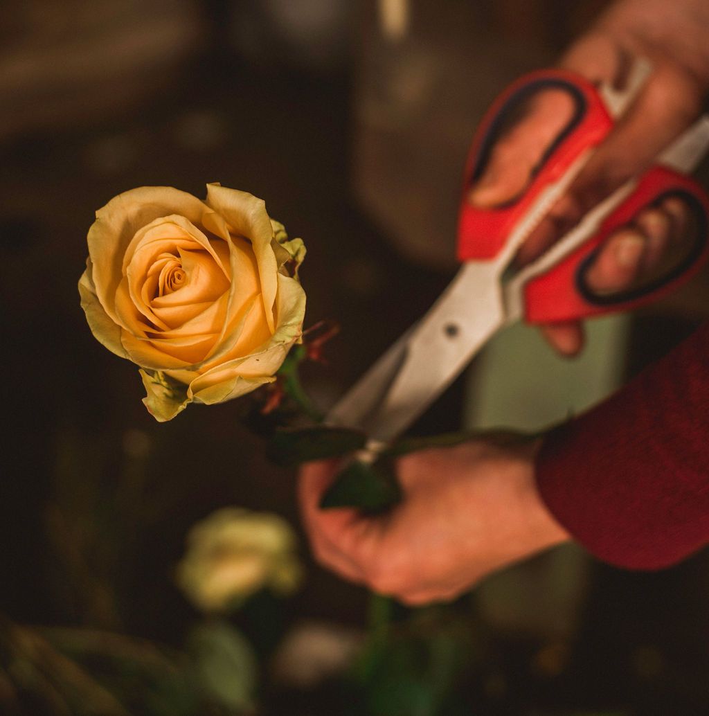 A yellow rose being carefully cut with pruning shears in a dimly lit garden setting.