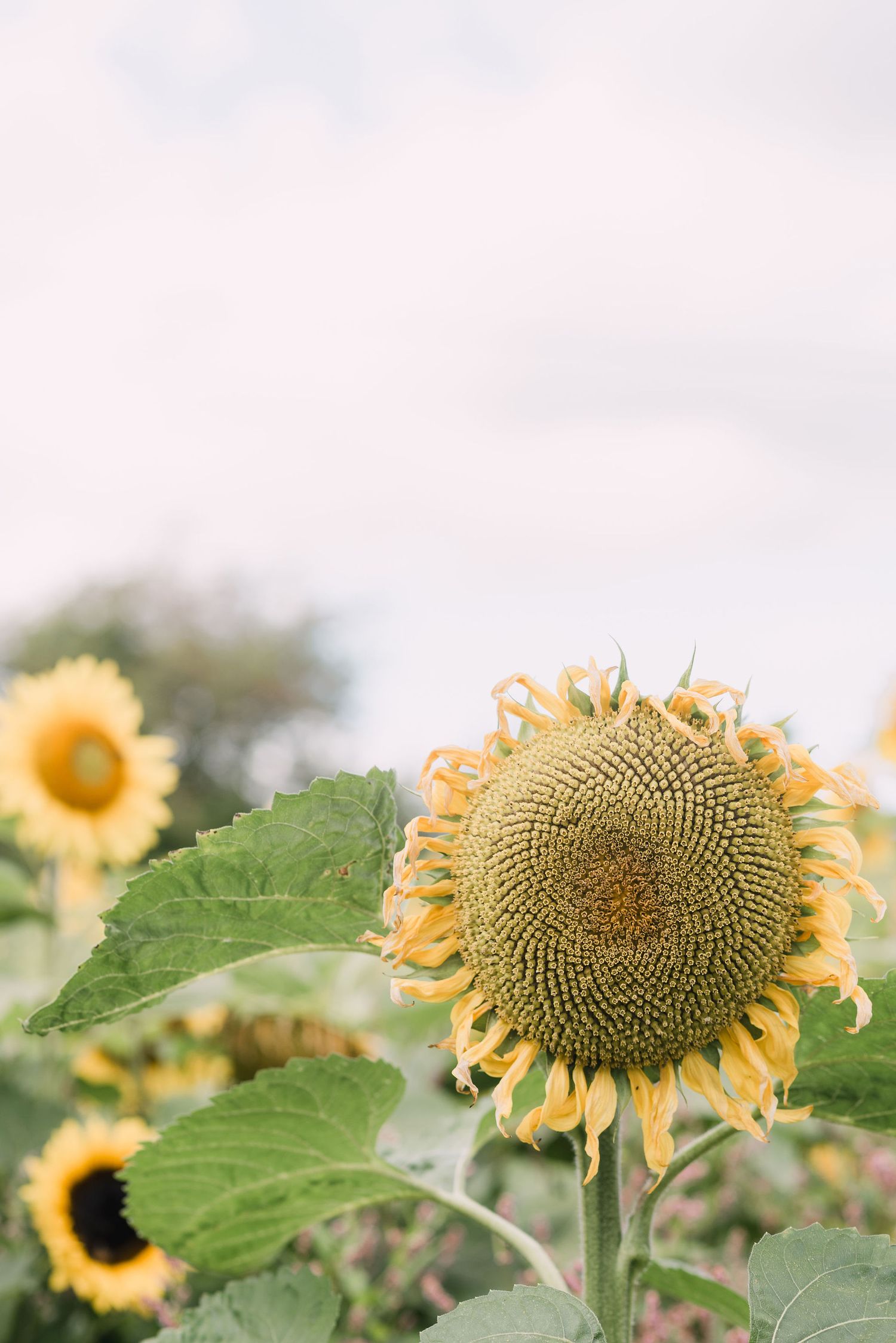 Close-up view of yellow sunflowers with seeds forming in their large circular centers against a blurred background.