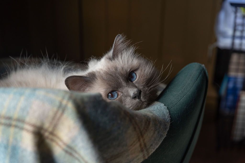 A fluffy Ragdoll kitten with blue eyes rests lazily on a teal chair arm, draped in a soft plaid blanket.