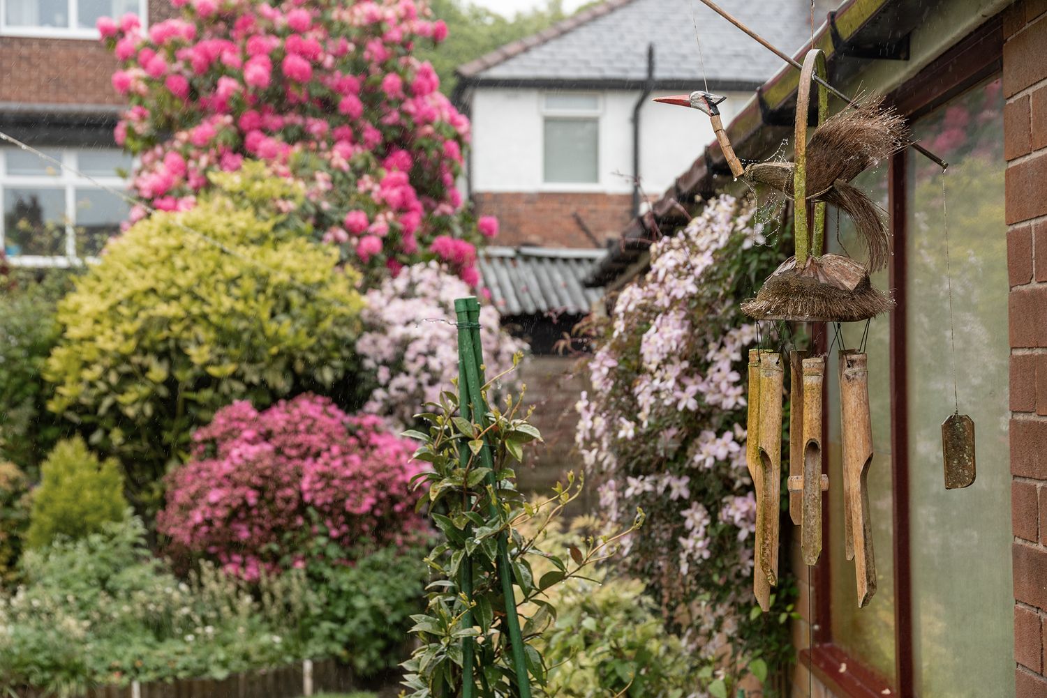 Lush garden with vibrant pink rhododendrons beside a cottage wall adorned with wind chimes.