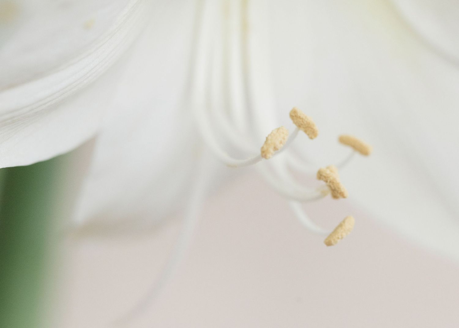 Close-up of white lily stamens with golden pollen tips against soft white petals.