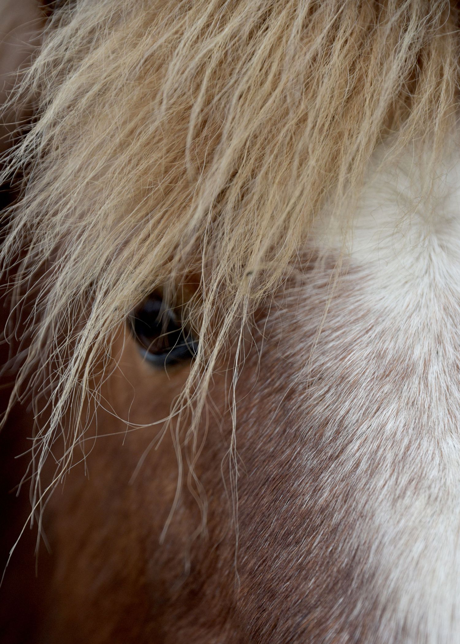 Close-up portrait of a horse's eye peeking through long blonde and white mane hair.