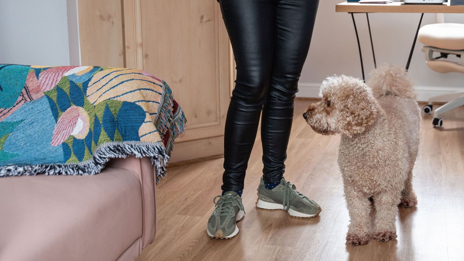 A small curly-haired dog stands next to a person wearing black pants and sneakers in a room with hardwood floors.