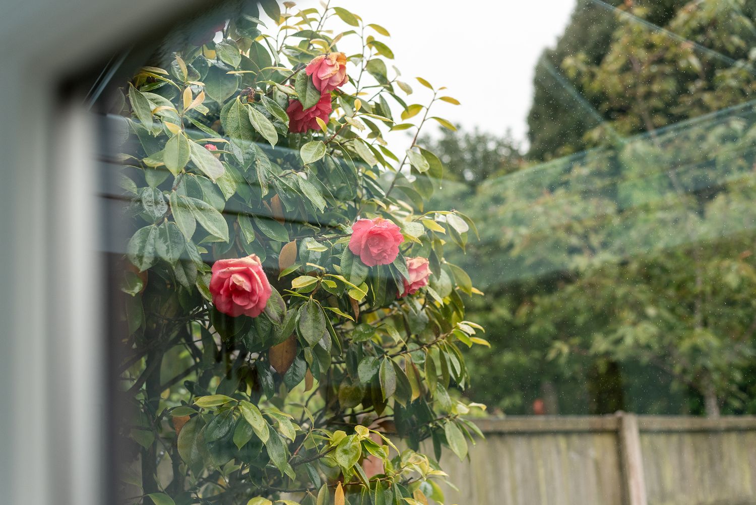 Pink roses blooming on a climbing rose bush viewed through a window with garden fence background.