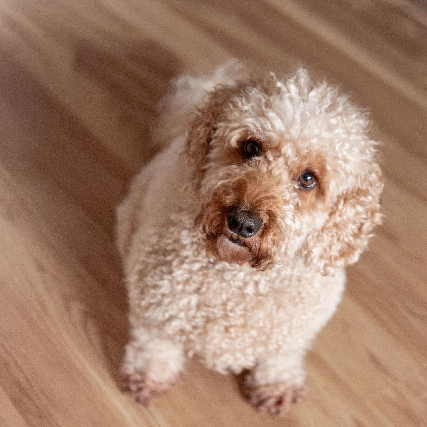 Cute cream-colored Goldendoodle puppy with curly fur looking up at camera while sitting on hardwood floor.