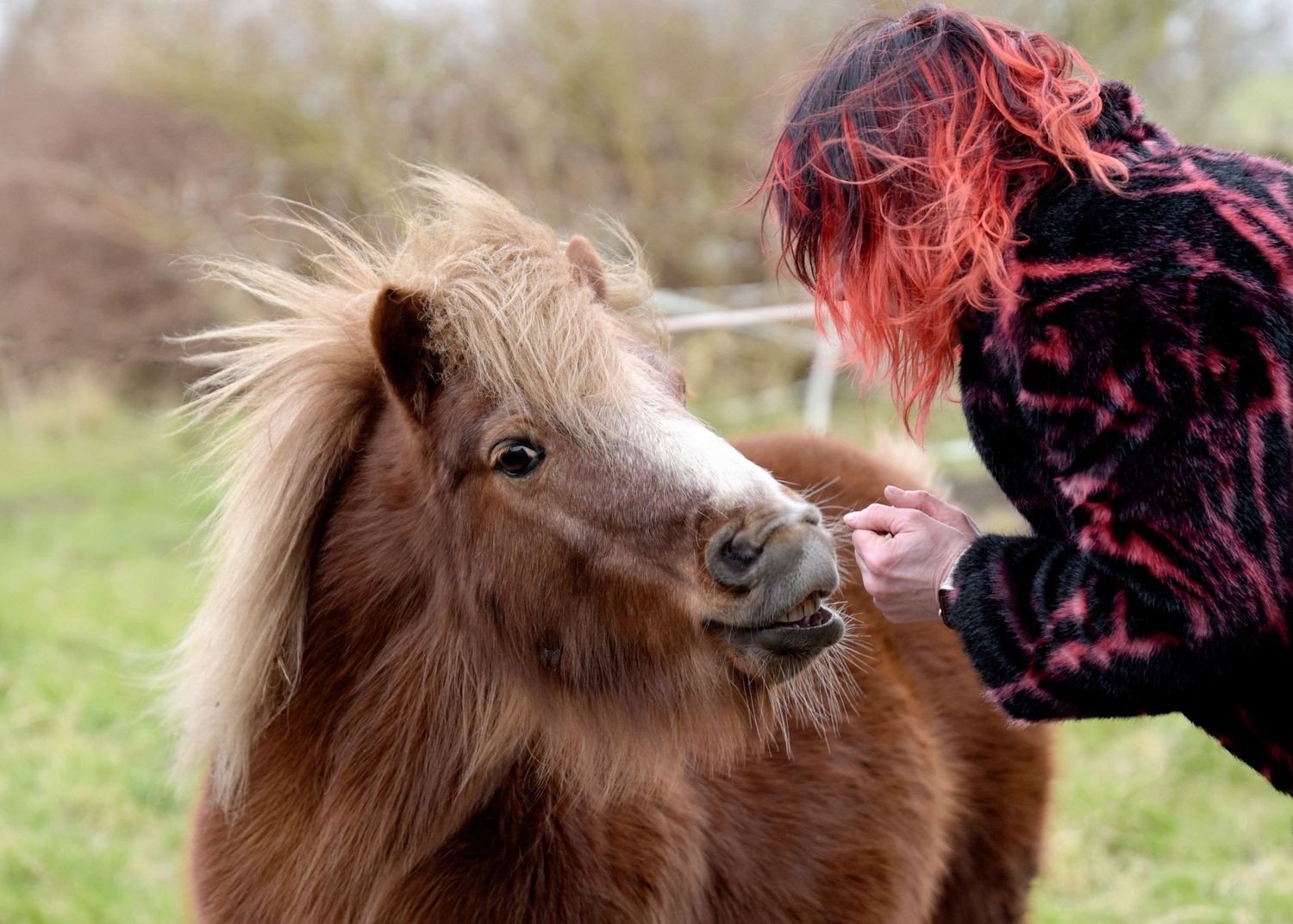 A small brown pony with flowing mane receives affection from someone wearing a pink and black outfit outdoors.
