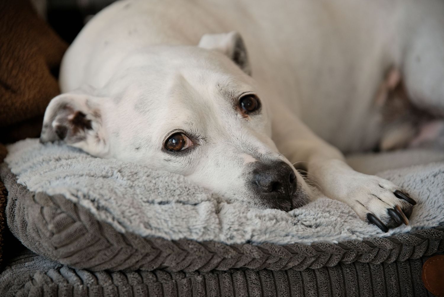 White dog resting on a gray pet bed, looking up with soulful brown eyes and black-tipped paws.