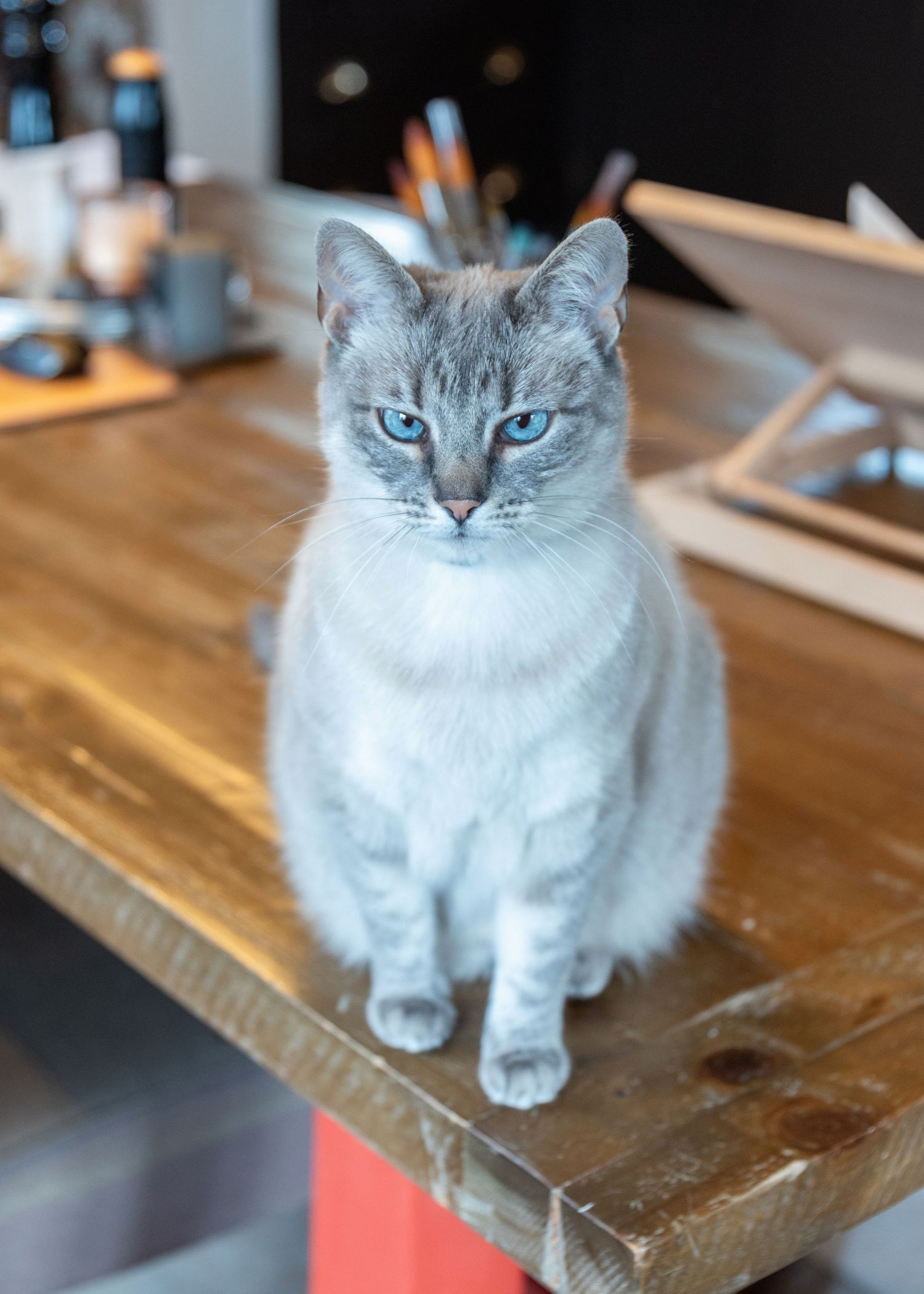 A beautiful grey and white Siamese cat with bright blue eyes sits regally on a wooden table surface.